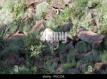 Löwen in Südafrika Stockfoto