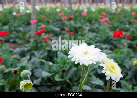 Grosshandel Blumen Markt, godkhali, Jhikorgacha, jessore 2016 Stockfoto