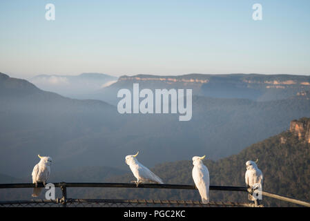 Am frühen Morgen Ansicht von misty Jamison Valley und den Mount Solitary, Blue Mountains, Australien, mit Schwefel crested Kakadus auf Zaun am Aussichtspunkt Stockfoto