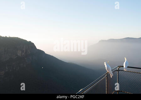 Am frühen Morgen Ansicht von misty Jamison Valley und den Mount Solitary, Blue Mountains, Australien, mit Schwefel crested Kakadus auf Zaun am Aussichtspunkt Stockfoto