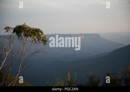 Blick auf Jamison Valley und den Mount Solitary mit Eukalyptus Baum im Vordergrund, Blue Mountains, Australien Stockfoto