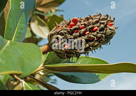 Reife Früchte der Magnolia grandiflora mit seinen Samen Stockfoto