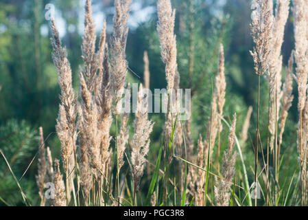 Getrocknetes gras Blumen im Feld Makro Stockfoto