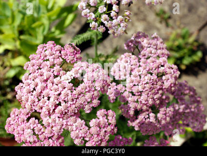 Achillea millefolium 'Pink Grapefruit" (Schafgarbe) Stockfoto
