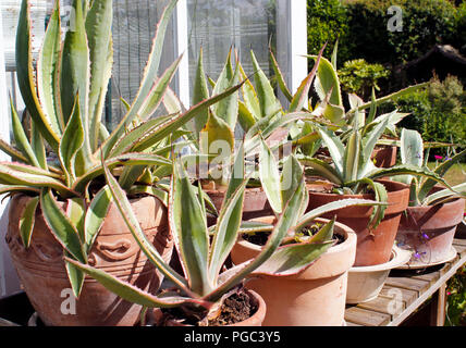 Agave Auswahl gemischter agave Pflanzen in Töpfen Stockfoto