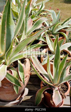 Agave Auswahl gemischter agave Pflanzen in Töpfen Stockfoto