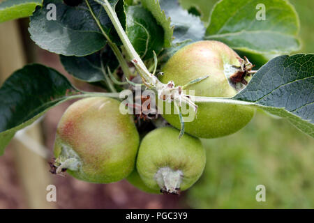 Reife äpfel auf einem jungen Bramley Apple Tree Stockfoto