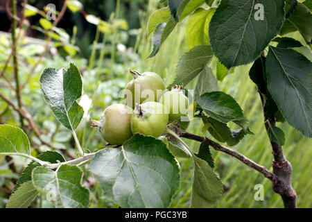 Reife äpfel auf einem jungen Bramley Apple Tree Stockfoto