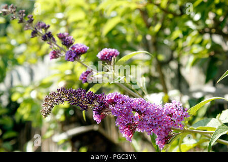 Davidii sommerflieder (Butterfly Bush) in voller Blüte Stockfoto