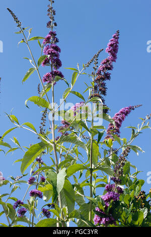 Davidii sommerflieder (Butterfly Bush) in voller Blüte Stockfoto