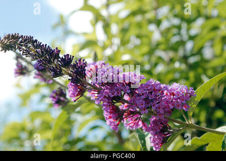 Davidii sommerflieder (Butterfly Bush) in voller Blüte Stockfoto