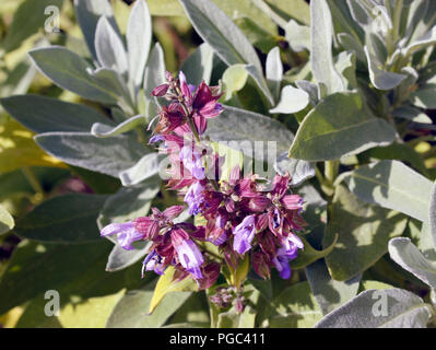 Salbei - Salvia officinalis lila Blüten gegen Silber graue Blätter Stockfoto