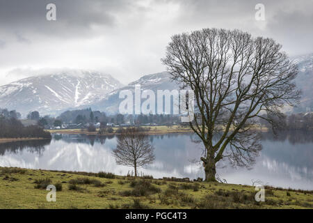 Ein großer und ein kleiner Baum ohne Blätter vor der Grasmere See, die schneebedeckten Berge im Hintergrund hinter Grasmere Dorf steigen. Stockfoto