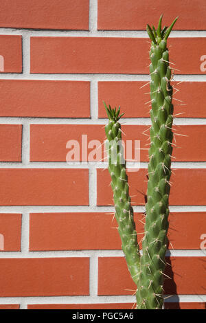 Eine lange Zwei vorangegangen Cactus mit langen Stacheln vor der Mauer Stockfoto