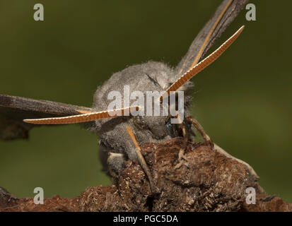 Pappel Hawk Moth, Laothoe populi, Porträt, Großbritannien Stockfoto