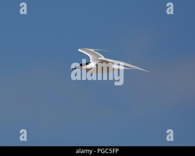 Brandseeschwalbe, Sterna sandvicensis, im Flug, Lancashire, Großbritannien Stockfoto