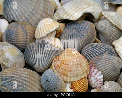 Nahaufnahme der verschiedenen Muscheln am Mittelmeer gefunden Stockfoto