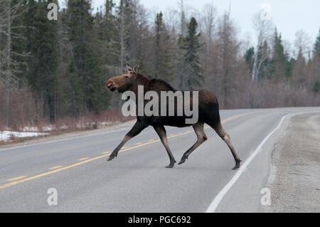 Elche Animal Crossing die Autobahn im Frühjahr mit einem Bäume Hintergrund in seiner Umwelt und Umgebung. Stockfoto
