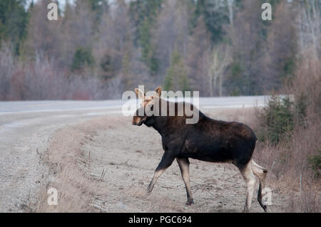 Elche Animal Crossing die Autobahn im Frühjahr mit einem Bäume Hintergrund in seiner Umwelt und Umgebung. Stockfoto
