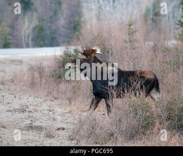 Elche Animal Crossing die Autobahn im Frühjahr mit einem Bäume Hintergrund in seiner Umwelt und Umgebung. Stockfoto