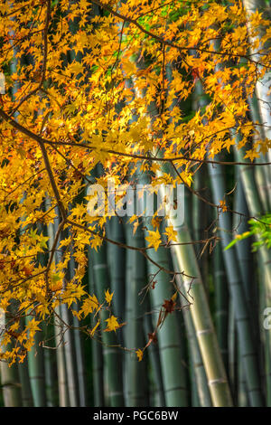 Arashiyama Bamboo Grove im Herbst, Arashiyama, Sagano, Western Kyoto, Japan Stockfoto