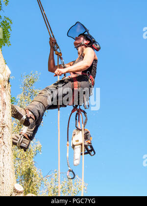 Weibliche Baum Chirurg überprüfung ihrer Sicherheit Seile auf einen Baum. Stockfoto