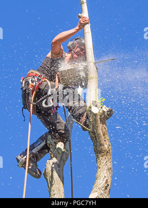 Weibliche Baumzüchter mit einer Kettensäge an der Spitze eines dünnen Baum. Stockfoto