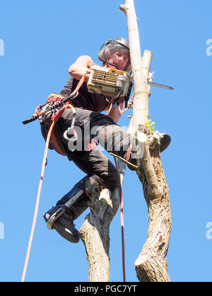 Weibliche baum Chirurgen schneiden von Zweigen an der Spitze eines Baumes. Stockfoto