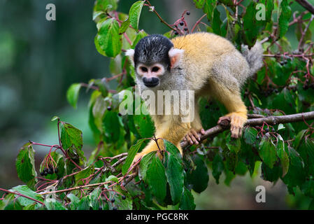 Eichhörnchen Affe im Baum Stockfoto