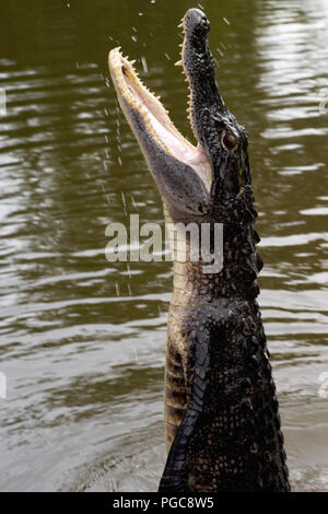 Alligator springt in einem Bayou-Sumpf aus dem Wasser In Louisiana Stockfoto