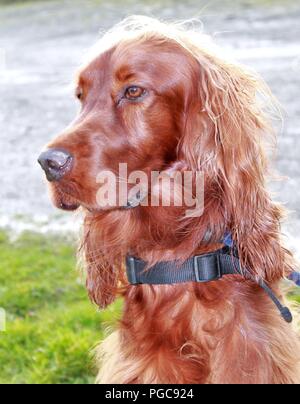 Kopf und Schultern Porträt einer pedigree Irish Setter Hund, ein Hund für sieht nicht nur elegant und sportlich Verhalten bekannt. Stockfoto