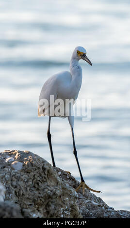 Snowy Egret (Egretta thula) Wandern auf dem felsigen Ufer in Florida, USA. Stockfoto