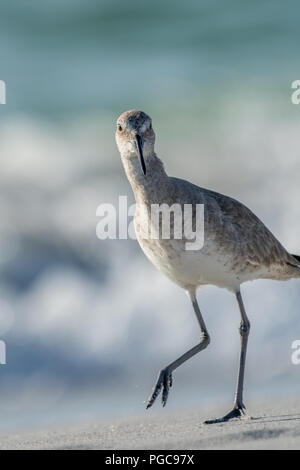 Willet (Tringa semipalmata) am Strand in Florida, USA. Stockfoto