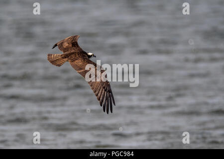 Fischadler (Pandion haliaetus) im Flug über Wasser. Stockfoto