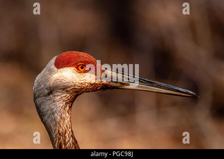 Nahaufnahme Porträt einer Sandhill Crane (Antigone canadensis) Erwachsenen. Stockfoto