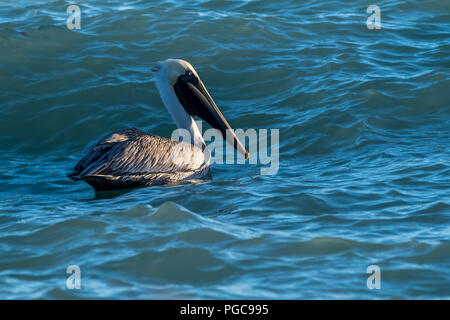 Braunpelikan (Pelecanus occidentalis) Schwimmen in Wellen in Florida, USA. Stockfoto