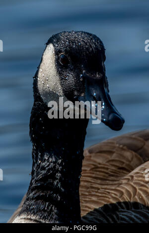 Nahaufnahme, Porträt einer Kanadagans. Stockfoto