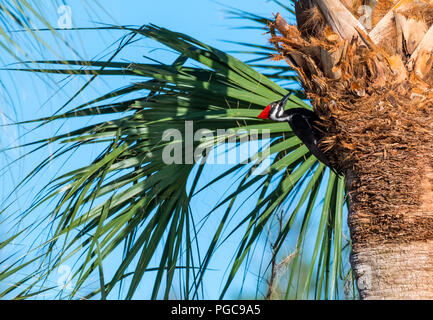 Pileated Woodpecker (Dryocopus pileatus) auf die Palme in Florida. Stockfoto