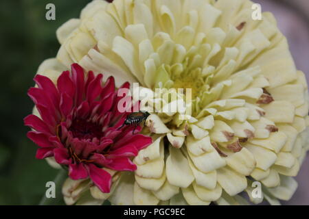 Schöne blühende Blumen im Spätsommer an einem heißen und sonnigen Tag außerhalb von Chicago, Illinois, USA. Stockfoto