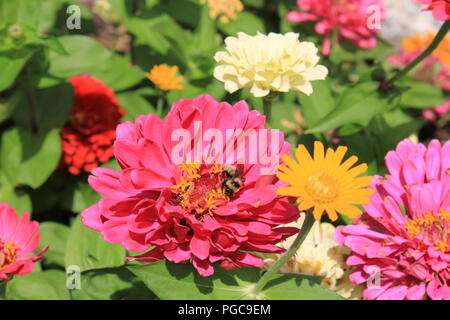 Schöne blühende Blumen im Spätsommer an einem heißen und sonnigen Tag außerhalb von Chicago, Illinois, USA. Stockfoto