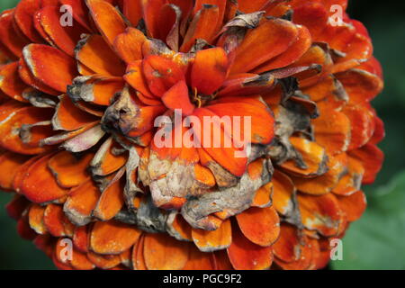 Schöne blühende Blumen im Spätsommer an einem heißen und sonnigen Tag außerhalb von Chicago, Illinois, USA. Stockfoto
