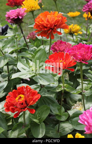 Schöne blühende Blumen im Spätsommer an einem heißen und sonnigen Tag außerhalb von Chicago, Illinois, USA. Stockfoto