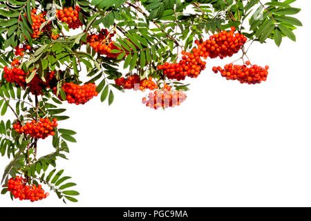 Hängende Zweige von Rowan mit roten Früchten auf einem weißen Hintergrund. Sommer. Herbst. Hintergrund. Stockfoto