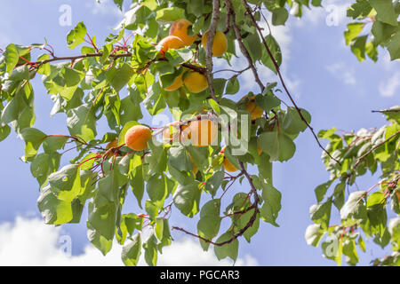 Zweig mit reifen Aprikosen Stockfoto