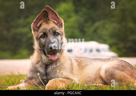 Deutscher Schäferhund Welpen zur Festlegung Stockfoto