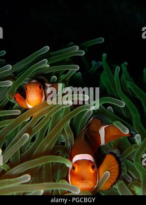 Die Schönheit der Unterwasserwelt in Sabah. Stockfoto