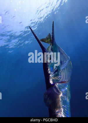 Die Schönheit der Unterwasserwelt in Sabah. Stockfoto