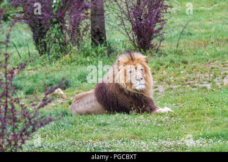 Le Lion est une espèce de mammifères Fleischfresser de la famille des félidés. Stockfoto