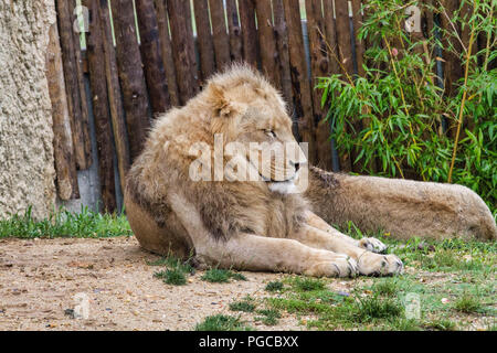 Le Lion est une espèce de mammifères Fleischfresser de la famille des félidés. Stockfoto