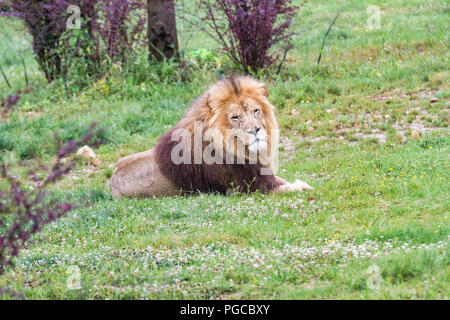 Le Lion est une espèce de mammifères Fleischfresser de la famille des félidés. Stockfoto